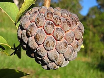 Soursop Fruit Seeds for Planting - Brown Color Variety, Ideal for Home Garden, Heirloom Seeds
